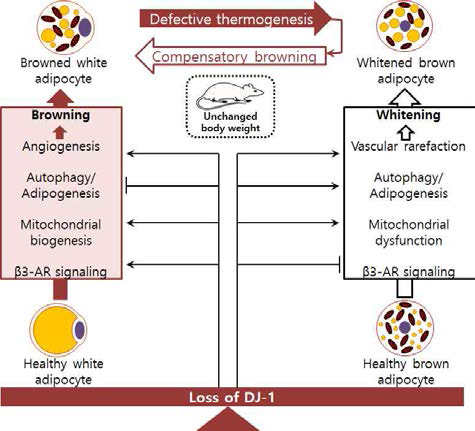 DJ-1 deficiency시 지방대사 변화 요약