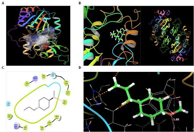 Trans-anethole의 SIRT1 targeting