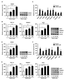 Recombinant SPARC 처리후 백색지방세포의 browning 및 갈색지방세포의 활성화 유도