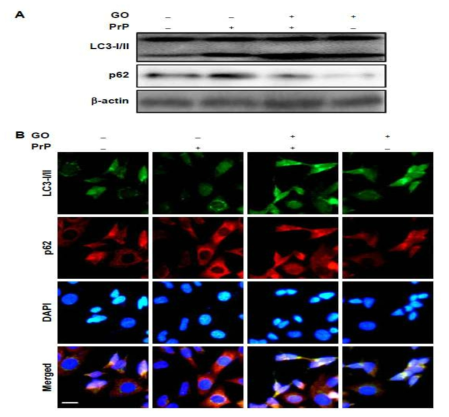 Inhibiting autophagy flux caused by PrP (106–126) rescued by GO treatment