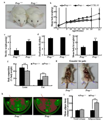 Body weight gain significantly increased in Prnp−/−mice compared to Prnp+/+ mice