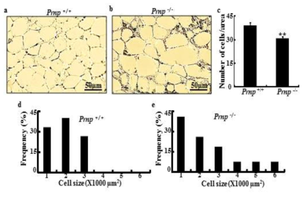 Effects of PrPc deficient on adipose tissue in mice fed for 21weeks