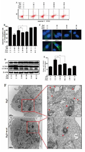 Rg3 protects neuronal cells via autophagic pathway