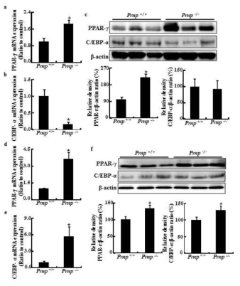 Prnp−/−mice were further expressed adipocyte differentiation factors than Prnp+/+ mice