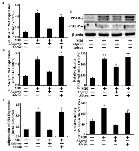 Overexpression of PrP inhibited the expression of adipogenesis-related factors in adipocytes