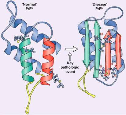 Prion protein 3차 구조. 정상 프리온 단백질 (PrPC)은 α-helical 구조를 가지고 있으며, 구조적 변화로 생성된 병원성 프리온 단백질은 역평형의 β-pleated 구조들로 구성되어있음