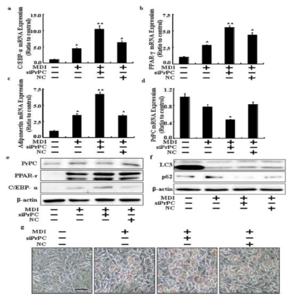 Knockdown of PrPenhanced the adipocyte differentiation