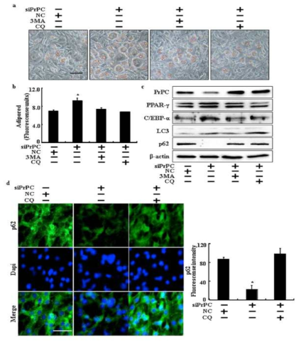 Knockdown of PrPincreased the adipogenesis via activation of autophagic flux in adipocytes