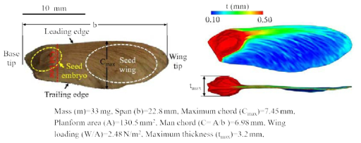 Sample maple seed and its dimension