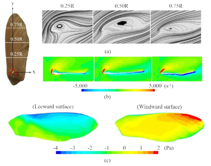 Flow pattern of the sample maple seed, (a) Sectional streamlines, (b) Spanwise vorticity (ωy) in the x-y plane, (c) Surface pressure