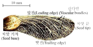 자동회전(autorotation) 비행을 하는 단풍나무(Acer palmatum) 씨앗의 형태적 특징