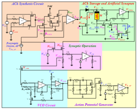 Artificial chemical synaptic transmission circuit