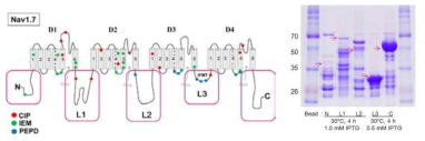 SCN9A의 발현단백질인 Nav1.7의 구조와 N-terminal, Loop1, Loop2, Loop3와 C-terminal을 Rosetta E.coli에서의 발현