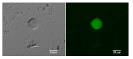 Electroporation transfection기법으로 GFP와 hNav1.7 나트륨통로를 동시에 발현시킨 DRG 신경세포의 bright field image (a)와 fluorescence image (b)