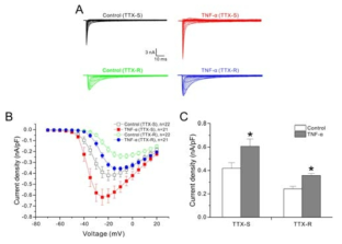 rat DRG 신경세포에 존재하는 TTX-S와 TTX-R 전류의 TNF-alpha에 의한 효과. A, 20 ng/ml TNF-alpha를 전처리하지 않은 control과 20분간 전처리한 신경세포의 TTX-S와 TTX-R 전류. B, 각 test 전류에서의 current density. C, TNF-alpha를 전처리하지 않은 control과 20분간 전처리한 신경세포의 TTX-S와 TTX-R 전류의 peak current density
