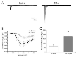 rat DRG 신경세포에서 electroporation기법으로 발현시킨 SCN9A의 TNF-alpha에 의한 효과. A, TNF-alpha를 전처리하지 않은 control과 20분간 전처리한 신경세포의 TTX-S 전류. B, 각 test 전류에서의 current density. C, TNF-alpha를 전처리하지 않은 control과 20분간 전처리한 신경세포의 TTX-S 전류의 peak current density