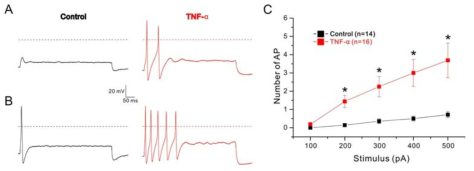 SCN9A를 발현시킨 rat DRG 신경세포에서 500 ms의 step current 자극에 따라 일어난 활동전위. A. 200 pA의 전류를 500 ms동안 자극하였을 때 나타난 활동전위. B. 400 pA 의 전류를 500 ms동안 자극하였을 때 나타난 활동전위. C. 500 ms동안의 전류를 여러가지 전류의 크기로 자극하였을 때 나타난 활동전위