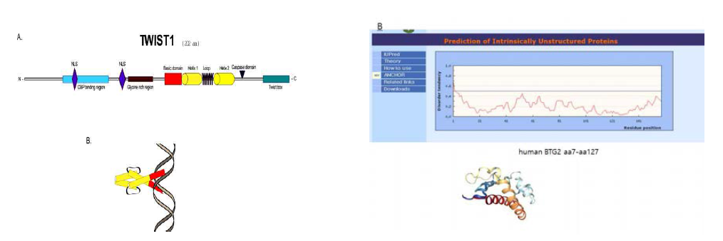 TWIST1 과 BTG2 단백질 domain 및 IDP 예상도