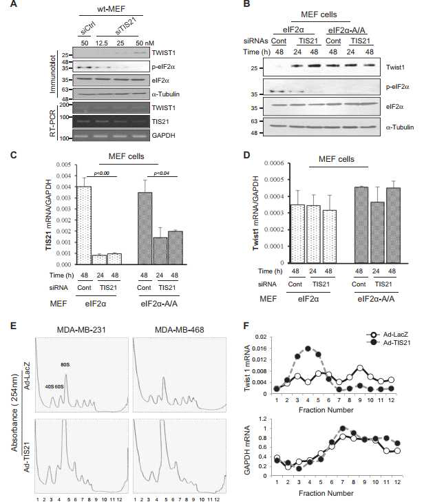 BTG2/TIS21 에 의한 Twist1 단백질 감소 기전은 TWIST1 polysome formation 억제에 기인함
