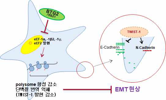 BTG2/TIS21 발현 후 EMT 현상 억제기작 개요도