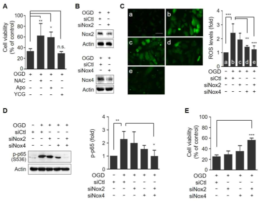 혈관주위세포에 항산화 물질 또는 NOX 억제제를 처리하면 혈관주위세포 사멸 억제(A). NOX2와 NOX4 모두가 유전자 발현이 감소되면, 이러한 혈관주위세포의 oxygen-glucose deprivation (OGD)에 의한 활성 산소(B-C)와 NF-κB 염증 인자(D) 억제 및 세포사멸이 억제됨(E)을 확인