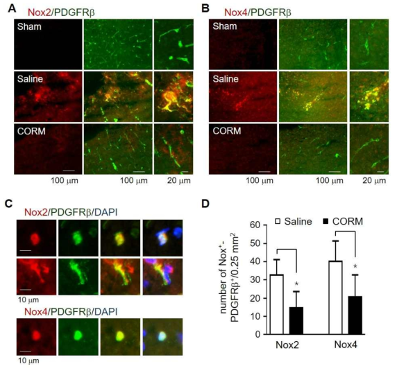 노화 촉진 뇌손상에서 적은 양의 일산화탄소는 혈관주위세포(PDGFRβ로 확인)에서 염증 유발인자(Nox2, Nox4로 확인)를 감소시킴 (A-D). 활성화산소 생성효소인 Nox2, Nox4발현이 적은 양의 일산화탄소에 의해 억제됨