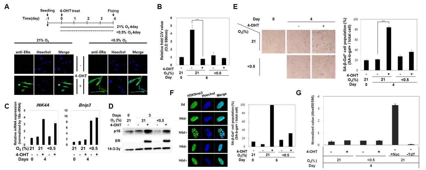 OIS 모델 구축 및 노화 마커 검증 (A) OIS 모델 구축 및 검증 (B) crystal violet assay를 통한 세포 성장 확인 (C) INK4A mRNA qRT-PCR (D) p16INK4A 단백질 웨스턴블랏 (E-F) 노화마커 검증; SA-β-gal(E), SAHF(F) (G) TUNEL assay를 통한 세포사멸 확인