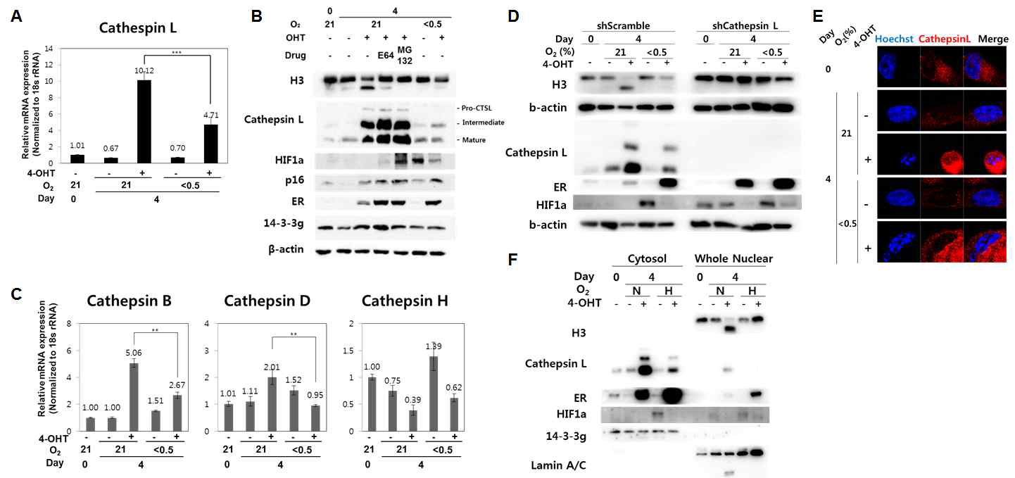 Cathepsin L 발현 및 위치 변화 확인 (A-B) 노화 유도 및 저산소 조건에서 cathepsin L 발현 변화 mRNA(A), 단백질(B) (C) cathepsin B, D, H의 mRNA (D) cathepsin L knock-down 웨스턴블랏 (E-F) 세포 내 cathepsin L 위치 확인; 면역형광염색법을 이용(E), 핵 분리 후 웨스턴블랏(F)