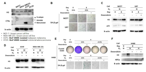 다양한 암종에서의 히스톤 분절 확인 (A)히스톤 분절 및 cathepsin L 확인 웨스턴블랏 (B-F) Doxorubicin 처리에 의한 암세포 노화 및 히스톤 분절 확인; MCF7, U87세포 SA-β-gal (B), 웨스턴블랏 (C), A549, MDA-MB- 231 웨스턴블랏(D), H460 crystal violet, SA-β-gal(E), 웨스턴블랏(F)