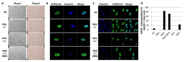 JIB04 처리에 의한 노화억제여부 확인 (A-B) 4일 노화 유도 (+/-JIB-04)시 SA-β-gal (A)과 SAHF (B). (C-D) 6일 노화 유도 (+/-JIB-04)시 SAHF 통계처리