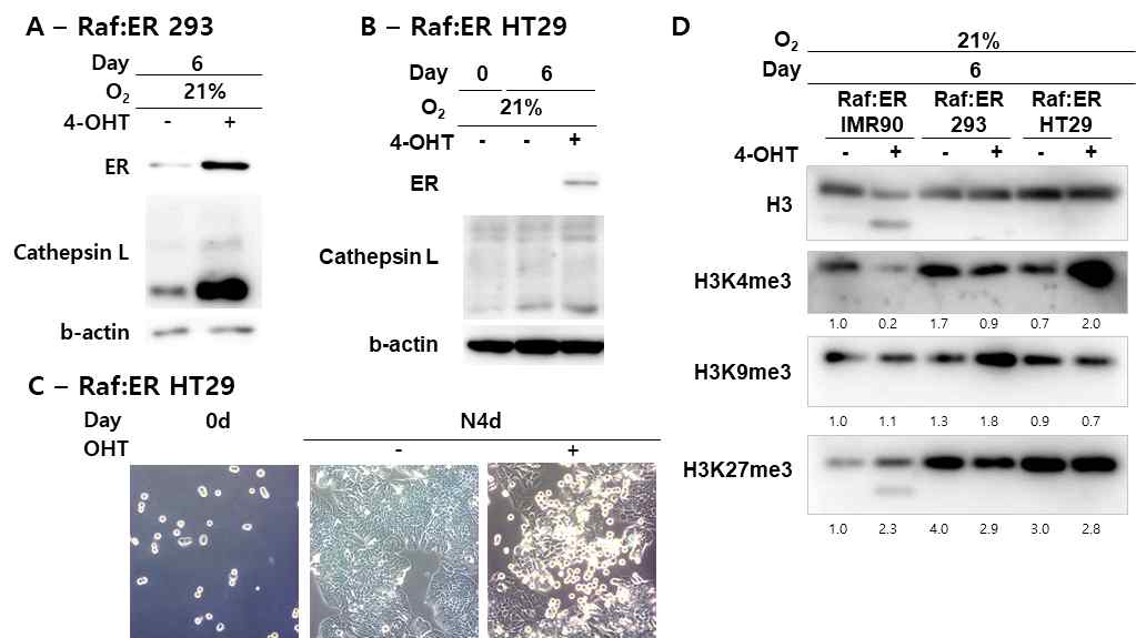 암세포에서 OIS 유도에 의한 히스톤 분절여부 확인 (A-B) Raf:ER을 293 (A)과 대장암 HT29 (B)에서 과발현. (C) Raf:ER HT29 세포에서 SA-β-gal 염색. (D) Raf:ER IMR90, 293, HT29 히스톤 분절 확인 웨스턴블랏