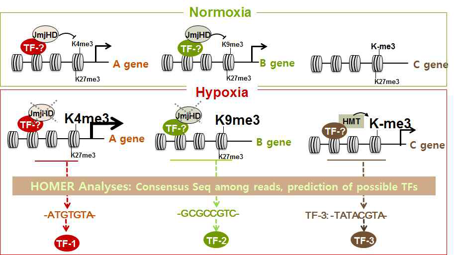 JASPAR/HOMER분석을 이용한 히스톤 메틸화증가 부위 결합 전사인자와 그 타겟의 전체적 예측을 보여주는 모식도