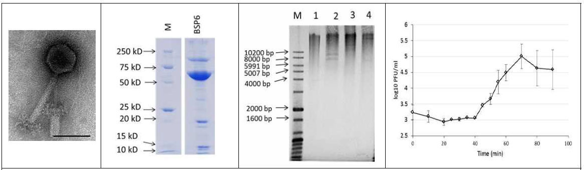 Transmission electron micrographs, structural protein analysis and restriction enzyme digestion pattern analysis (Lane 1: BSP 6 undigested gDNA, lane 2: EcoR1 treated, lane 3: Hind III treated, lane 4: SalI treated) of BSP 6