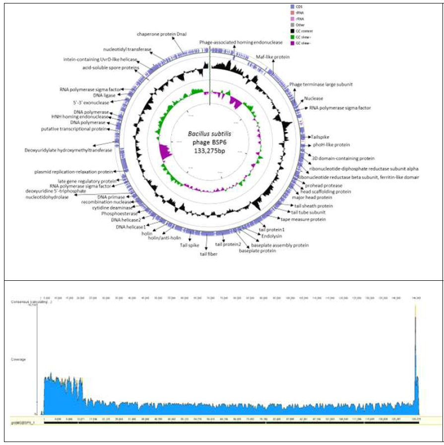 (Top) Circular genomic map of BSP6. The map was generated by CGView – Circular Genome viewer.Fig. (Bottom) Coverage graph of BSP6. The graph was generated by using Geneious 8.1