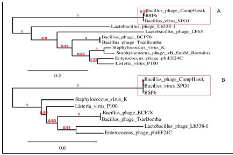 Phylogenetic analysis of the major capsid proteins (A); and terminase large subunit (B) of other ICTV-classified phages in Spounavirinae subfamily. This was constructed using “one click” within the phylogeny.fr program. The approximate likelihood ratios for individual branches are shown in numbers