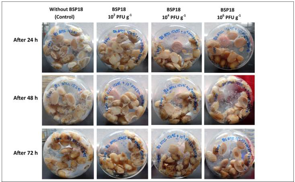 Physical appearance of Cheonggukjang prepared by using B. subtilis ATCC 15245 and artificially contamination of BSP18 (102, 104, 106 PFU g-1). The flasks were incubated for 72 h and at every 24 h, physical appearance of Cheonggukjang was monitored