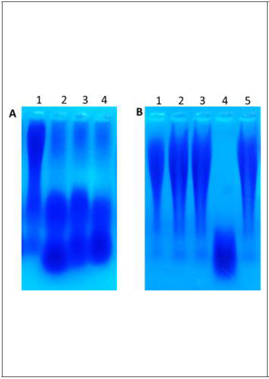 (A) Degradation of γ-PGA in Cheonggukjang samples. γ-PGA was extracted from 24 h Cheonggukjang samples (BSP18-treated and untreated) and subjected to electrophoresis in 1.5% agarose gel followed by staining with 0.5% methylene blue in 3% acetic acid and destaining with distilled water. Lane 1, control (without phage); lane 2, 102 PFU g-1 of BSP18; lane 3, 104 PFU g-1; lane 4, 106 PFU g-1. (B) γ-PGA hydrolase assay in liquid culture. Standard γ-PGA (MW ≥750 kd) was treated with bacterial culture supernatant (no phage infection), cytosolic content of the bacteria (no phage infection), and phage-infected bacterial lysate, and electrophoresed at same condition as stated above. Lane 1, standard γ -PGA (MW ≥750 kd); lane 2, γ-PGA treated with distilled water; lane 3, γ-PGA treated with bacterial culture supernatant (no phage infection); lane 4, γ-PGA treated with phage-infected bacterial lysate; lane 5, γ-PGA treated with cytosolic content of the bacteria (no phage infection)