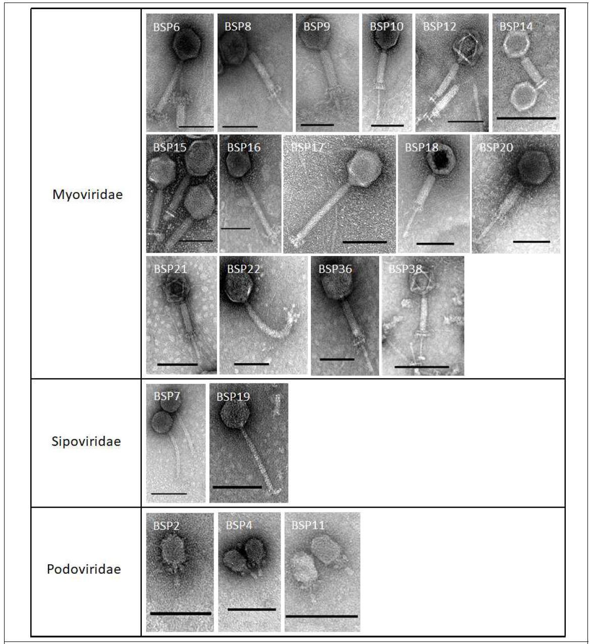 Morphological classification of 20 B. subtilis-infecting bacteriophages