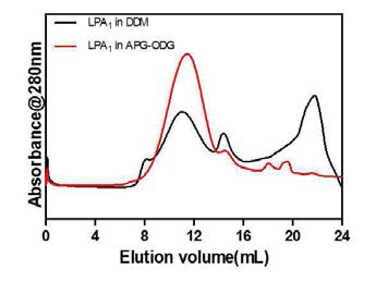 P9-LPA1의 SEC 분석, P9-LPA1을 계면활성제 DDM 또는 APG로 수화시킨 후 SEC elution 결과를 분석하였다