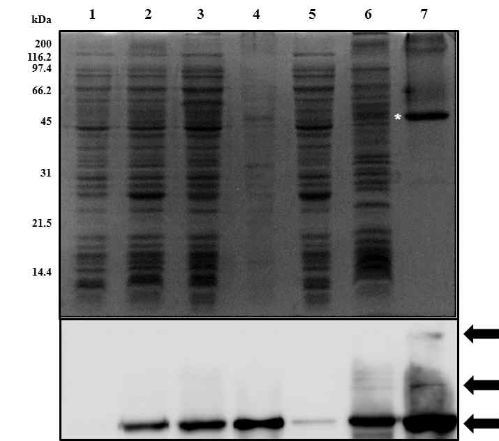 P9-LPA2의 발현과 정제: 발현을 유도한 시료(lane 3)으로부터 membrane fraction(lane 5)을 분획한 후 NTA affinity column을 이용하여 P9-LPA2를 정제하였다. 각 시료의 SDS-PAGE (상단그림)와 His-Tag antibody를 이용한 western blotting (하단그림)