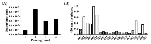 LPA2 수용체를 표적으로 Biopanning을 진행한 후 round 별 용출된 파지의 titer 분석 결과 (A)와 개별 파지의 LPA2 수용체 특이적 결합 특이성 분석 결과 (B)