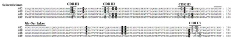 선별된 LPA2 수용체 특이적 단일사슬항체 클론들의 아미노산 서열