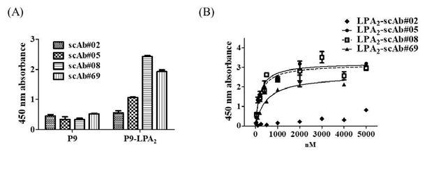 정제된 4종류의 LPA2 특이적 단일사슬항체들과 P9 및 P9-LPA2 단백질에 대한 결합력 (A) 비교와 단일사슬항체들의 농도에 따른 LPA2와의 결합특이성 분석