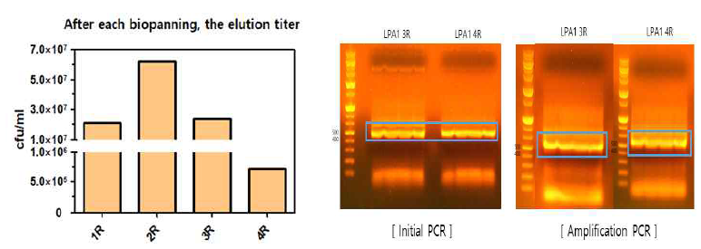 파지디스플레이를 통해 선별된 박테리오파지의 개수(왼편)와 NGS sequencing을 위한 파지 DNA의 PCR 결과