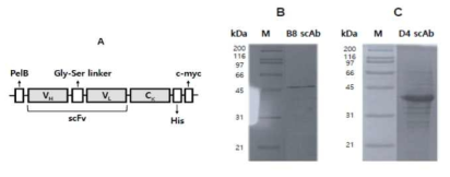단일사슬항체의 발현 벡터의 구성 (A)과 발현된 단일사슬항체를 정제한 후 SDS-PAGE를 이용한 분석결과 (B, C)