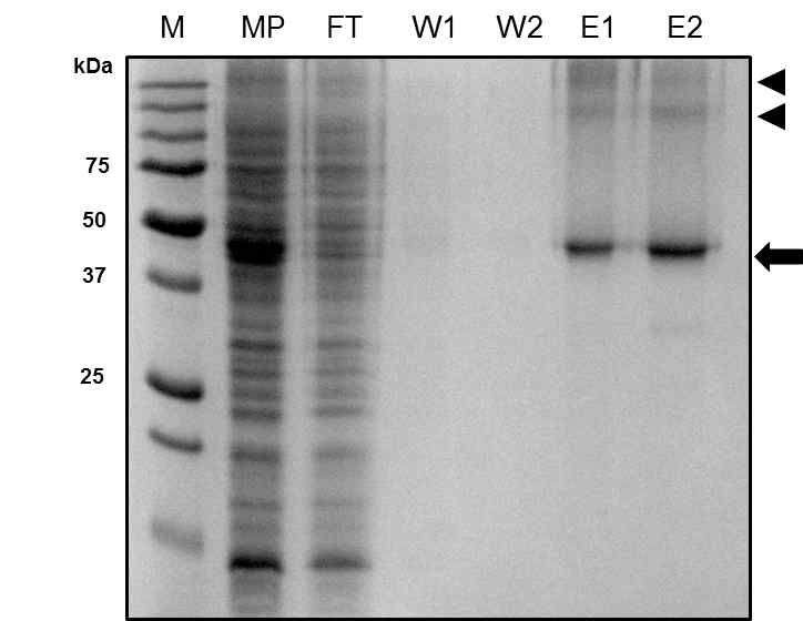 P9-LPA1의 발현 및 정제, MP; membrane fraction, FT; flow through from NTA column, W1, W2: washing fraction of NTA column, E1, E2; elution fraction from NTA column, Arrow: P9-LPA1, filled triangle; oligomeric form of P9-LPA1