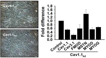 C2C12 세포에 Cav1.1 knock-down construct를 주입한 후 4일 동안 근육분화처리를 진행하였음. 칼슘채널/근아세포의 분화관련 유전자의 발현을 real time RT-PCR법으로 관찰함
