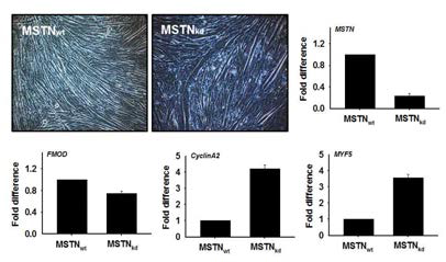 MSTN knock-down에 따른 세포의 형태 관찰 및 MSTN 유전자의 발현 관찰. MSTN을 knock-down 한 후 2% FBS를 처리하여 세포의 근관형성과 MSTN, FMOD, CylinA2, MYF5 유전자의 발현을 관찰함