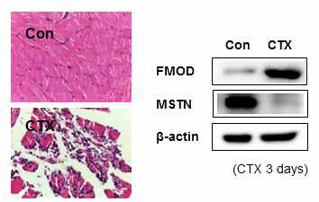 CTX를 마우스 근육에 주입하고 3일 후 근육에서 MSTN과 FMOD 단백질의 발현을 관찰하였음