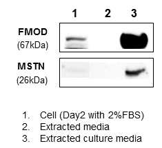 MSTN 과 FMOD 단백질의 배지 내 검출. 두 단백질의 배지 내 검출을 위해 배양 배지를 모은 후 두 단백질을 western blot로 검출하였음